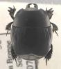 Pachylister inaequalis